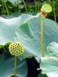 Flower.jpg