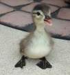 Duckie.jpg