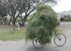 Grass.jpg