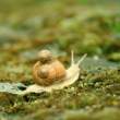 Snail.jpg