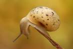 Snail.jpg