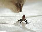 Lizzard.jpg