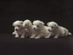 Puppies.jpg
