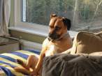 Dog.jpg