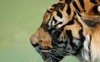 Tiger.jpg