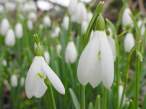 Snowdrop.jpg