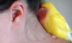 Parrot.jpg