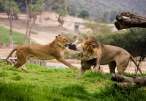 Lion fight.jpg