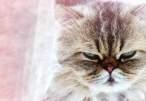 Angry kitty.jpg