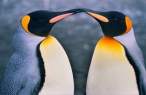 Penguins.jpg