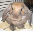 Wabbit.jpg