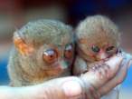Babies.jpg