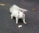 Albino squirell.jpg