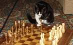 Chess.jpg