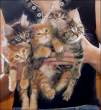 Kittens.jpg