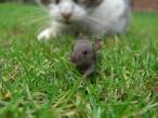 Mouse.jpg
