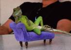 Lizzard.jpg