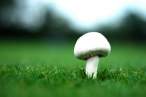 Funghi.jpg
