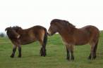 Donkeys.jpg