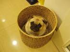 Basket.jpg