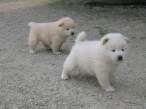 Babies.jpg