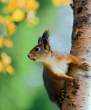 Chipmunk.jpg