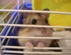 Tiny mouse.jpg