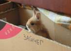Wabbit.jpg