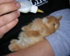 Feeding.jpg