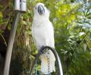 Parrot.jpg