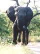 Elephant.jpg
