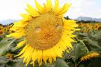 Sunflower.jpg
