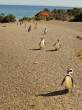 Penguin run.jpg