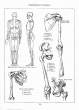 (eBook - English) Andrew Loomis - Figure Drawing - For All It's Worth_Page_052_Image_0001.jpg