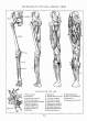 (eBook - English) Andrew Loomis - Figure Drawing - For All It's Worth_Page_057_Image_0001.jpg