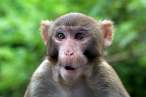 Monkey.jpg