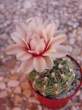Gymnocalycium_calochlorum_fl.jpg
