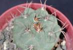 Gymnocalycium_carminanthum.jpg