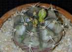Gymnocalycium_damsii_tucavocense.jpg
