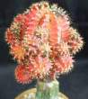 Gymnocalycium_fredrichii_multicolor2.jpg
