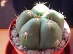 Gymnocalycium_horstii.jpg