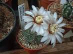 Gymnocalycium_quehlianum.jpg