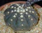 Gymnocalycium_ragonesei2.jpg