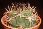 Gymnocalycium_saglione.jpg