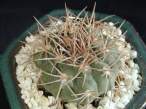 Gymnocaycium_castellanosii.jpg