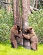 Bear.jpg