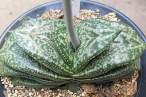 Gasteria_armstrongii.jpg
