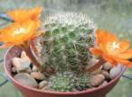 Rebutia_fabrisii.jpg