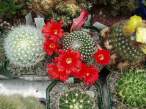 Rebutia_krainziana3.jpg
