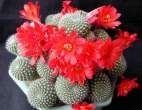 Rebutia_krainziana4.jpg